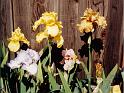 (35) iris